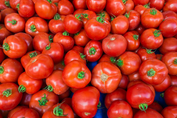 red tomatoes background.  Group of tomatoes