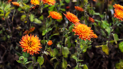 buds of bright wild flowers on background of green grass