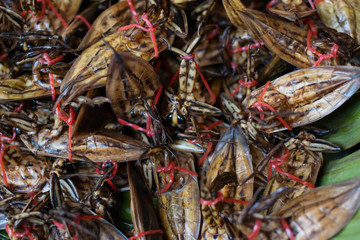 fresh water pimp as snack