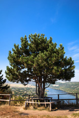 Fototapeta na wymiar Beautiful tree on a background of a beautiful river