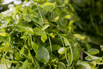 Obraz premium melientha suavis pierre vegetables for cooking. (Pak-wan-pa)