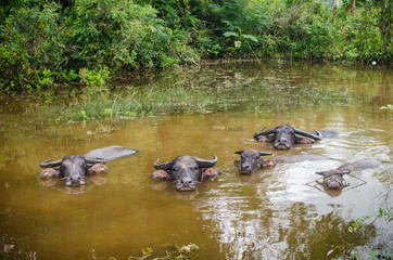 Fototapeta premium Water buffalo