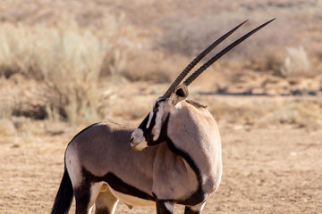 portrait of Gemsbok, Oryx gazella