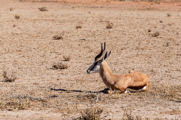 Springbok Antidorcas marsupialis