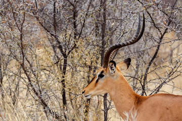 Portrait of Springbok Antidorcas marsupialis
