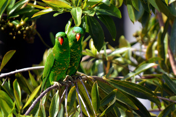 Eclectus parrot