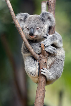 Baby Cube Koala - Joey