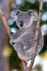 Baby Cube Koala - Joey © Rafael Ben-Ari