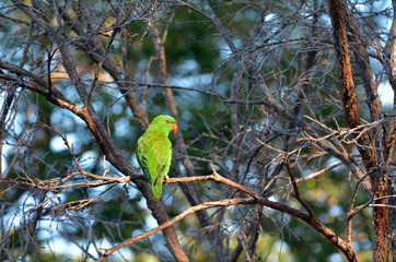 Eclectus parrot