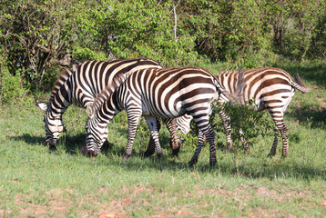 Fototapeta na wymiar drei Zebras
