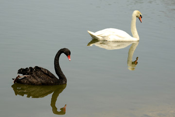 Black and white swan swimming and reflection on lake