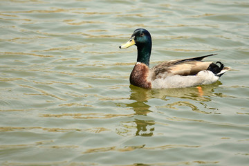 Male Mandarin Duck swimming on water