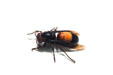 wasp isolated on white background