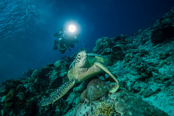 Fototapeta na wymiar Diver and green sea turtle in Derawan, Kalimantan underwater