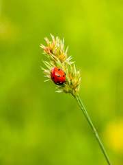 Seven-spotted ladybug, isolated on a green background