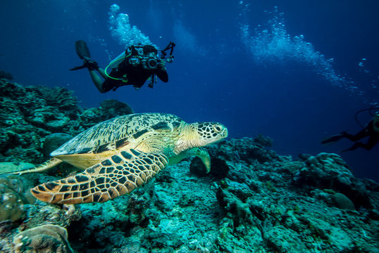 Diver and green sea turtle in Derawan, Kalimantan underwater