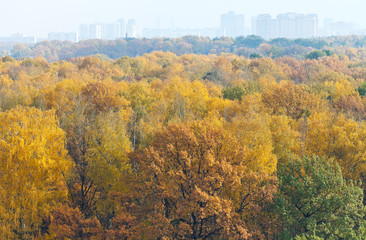 Obraz premium autumn forest and urban houses on horizon