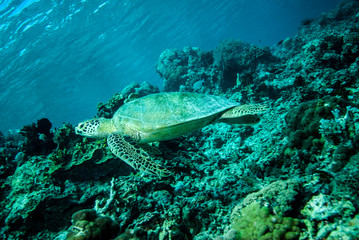 Green sea turtle swimming in Derawan, Kalimantan underwater