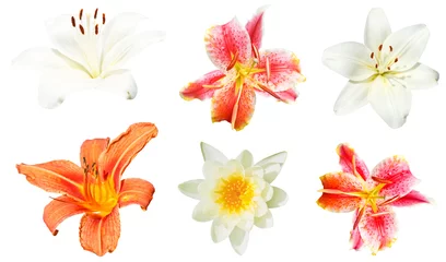 Papier Peint photo Lavable Nénuphars ensemble de fleurs de lys isolé sur blanc
