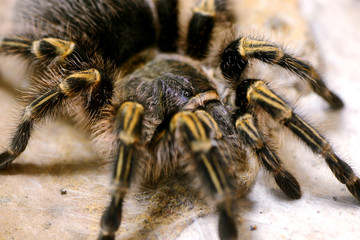 Tarantula big spider and web