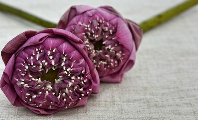 Fototapeta na wymiar purple lotus
