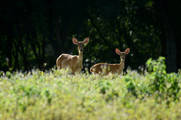 Deer on the field with back lit lighting