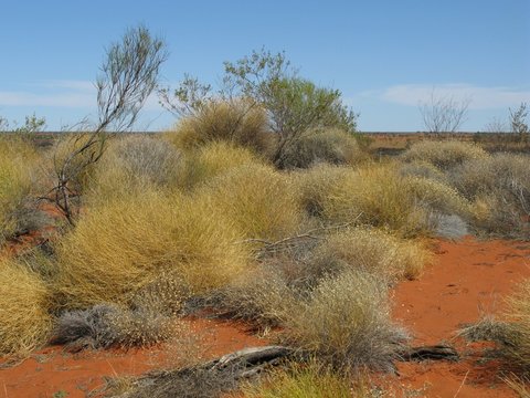 Growth on the red earth of the outback in Australia