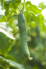実ったキュウリ