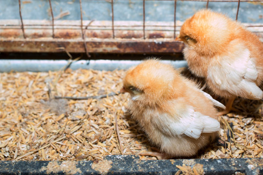 Chicken egg farm breeding