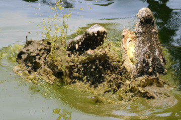 Crocodile jumping up and fighting the green water