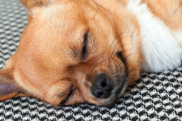 Sleeping Red Chihuahua Dog on Shemagh Pattern Background.
