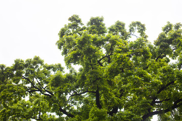 Green branches of the oak tree against the white sky background