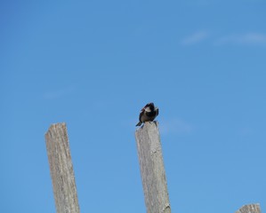 A common house sparrow Passer Domesticus in Australia