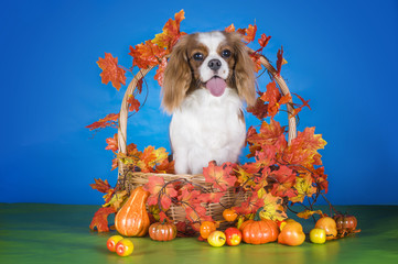 Puppy Cavalier King Charles Spaniel in autumn basket on blue iso
