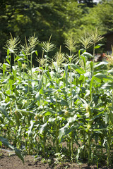 トウモロコシ畑