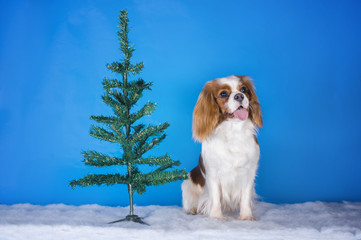Puppy Cavalier King Charles Spaniel in a Christmas tree