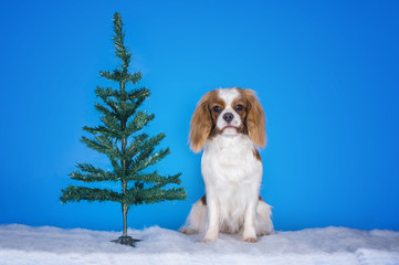 Puppy Cavalier King Charles Spaniel in a Christmas tree