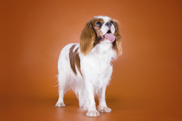 Puppy Cavalier King Charles Spaniel isolated on brown background