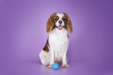 Puppy Cavalier King Charles Spaniel on a purple background isola