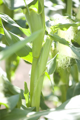 Fototapeta premium トウモロコシ畑