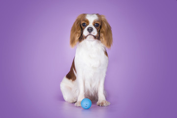 Puppy Cavalier King Charles Spaniel on a purple background isola