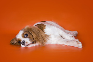 Puppy Cavalier King Charles Spaniel on orange isolated backgroun