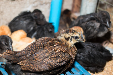 Black chicken breeds farm