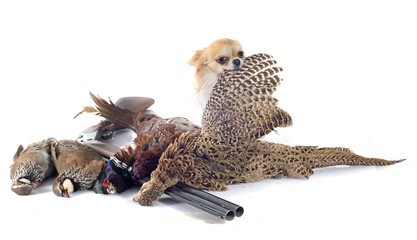 hunting dog