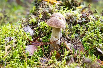 Mushroom in forest