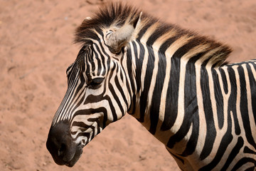 Fototapeta na wymiar Zebra Eye and Skin Textured Pattern Background