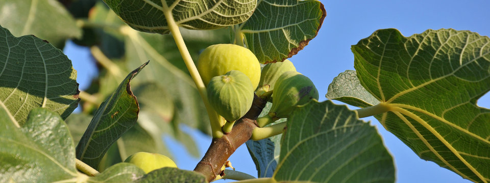 feigenbaum