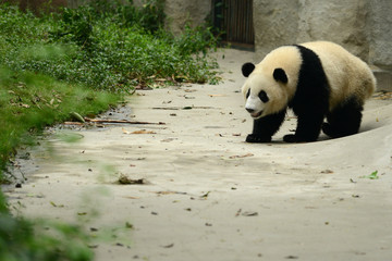 Giant panda bear cute walking Chengdu, China
