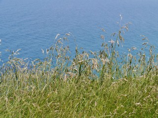 Flowering grasses on the coast of the Southern ocean