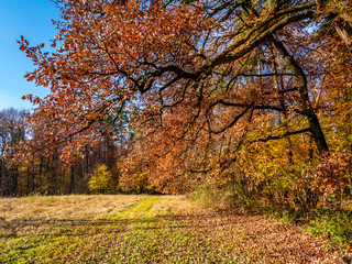 Autumn colors